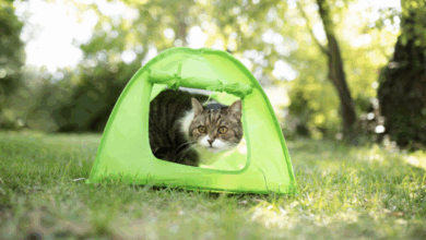 cat in a tent